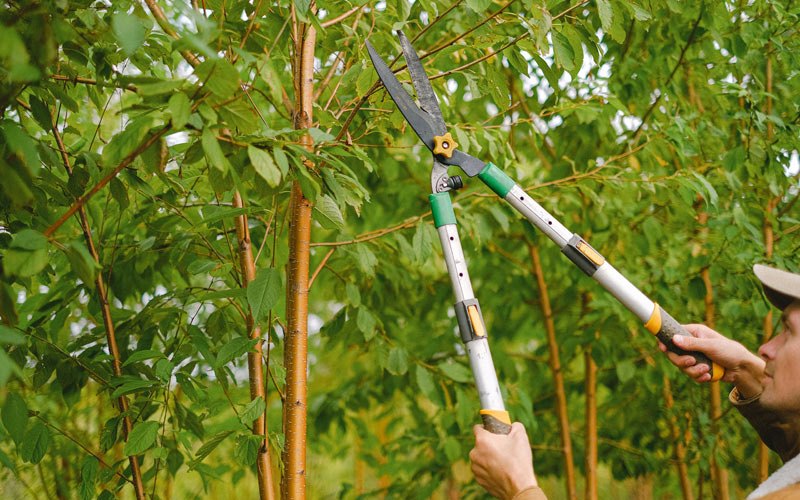 Tree trimming in Goose Lake, IA