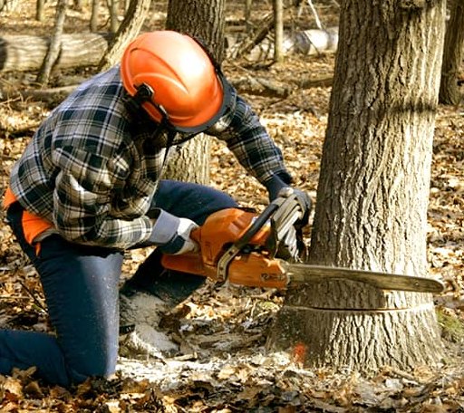 Tree Removal in Goose Lake, IA